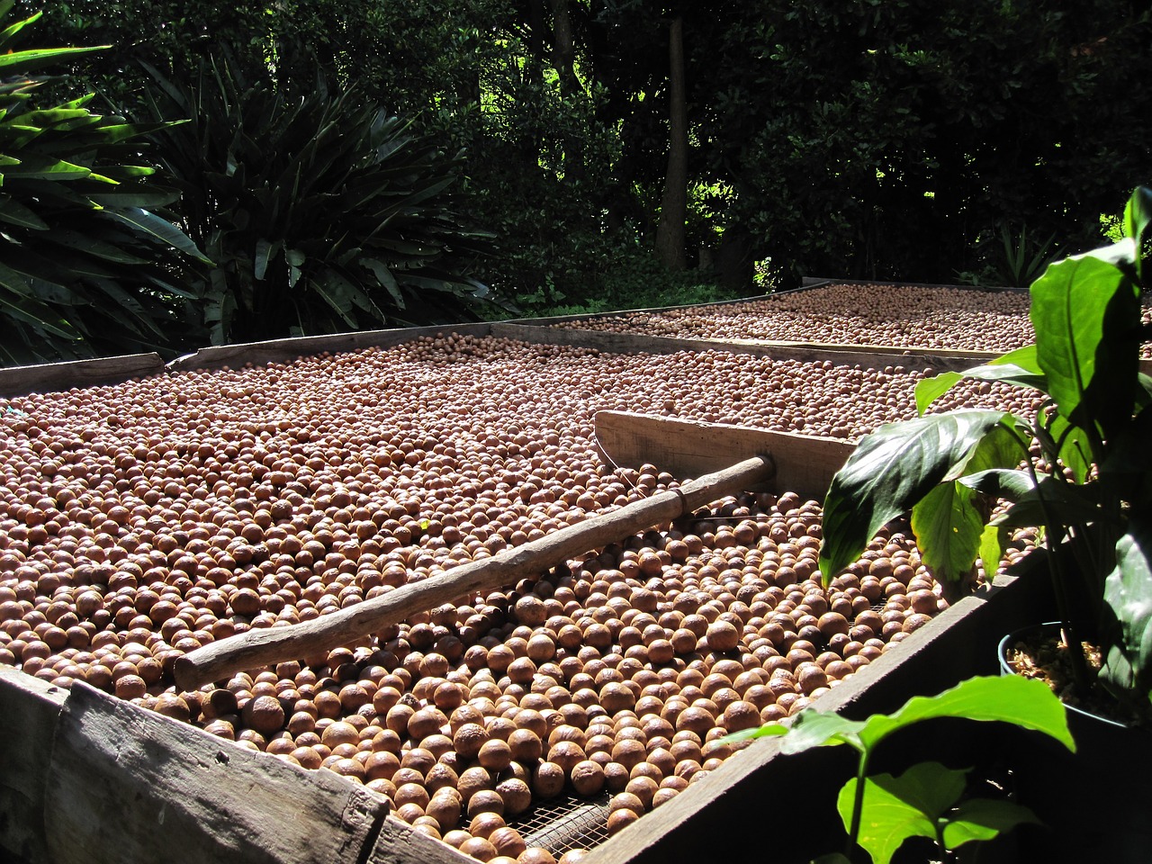 macadamia nut organic harvest free photo