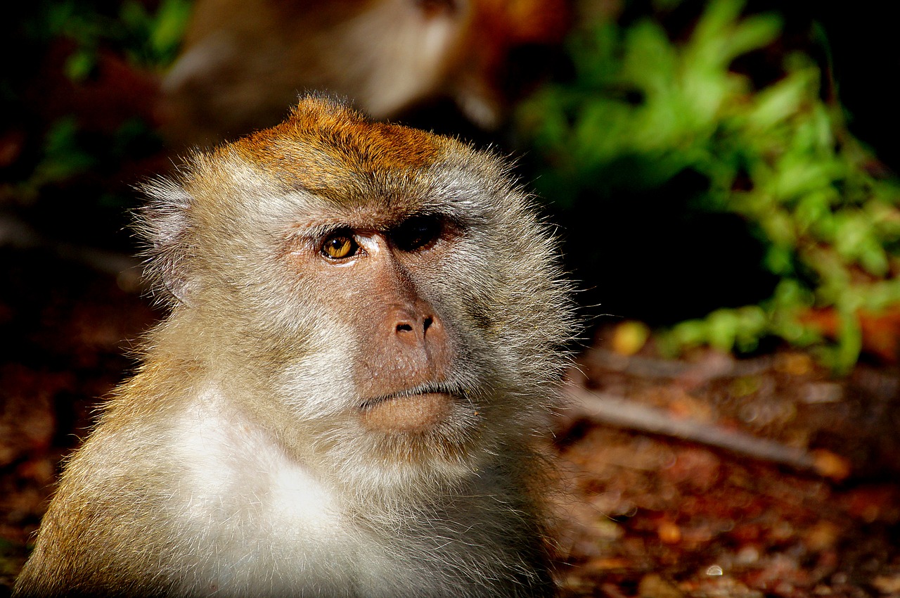 macaque monkey primate free photo