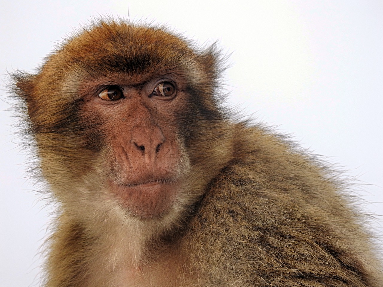 macaque ape gibraltar free photo