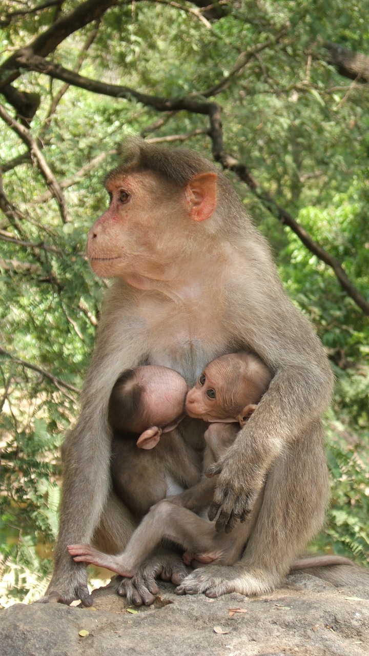 macaque twins india free photo