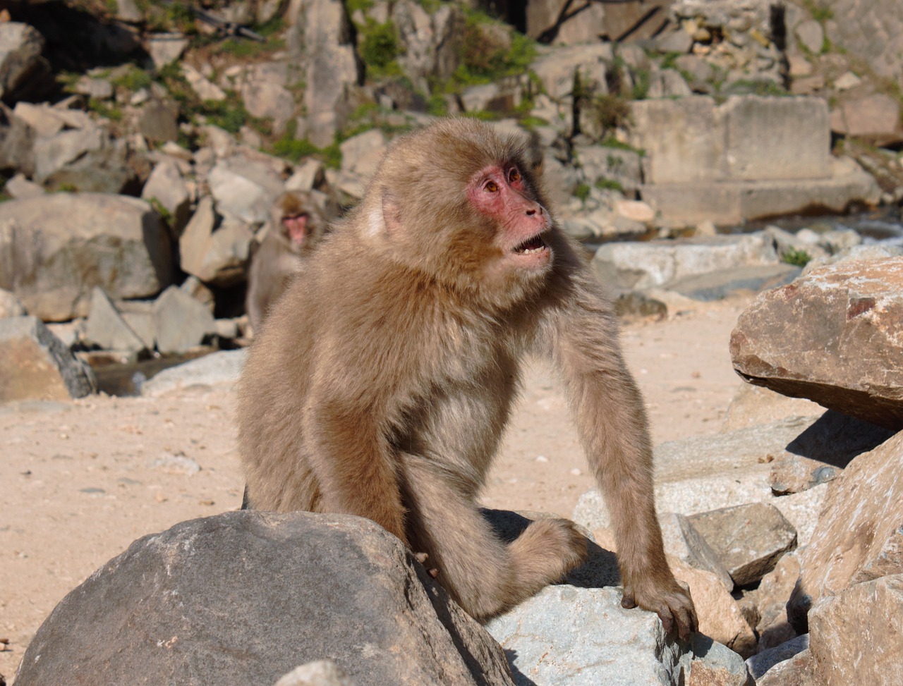 macaque  snow monkey  japan free photo