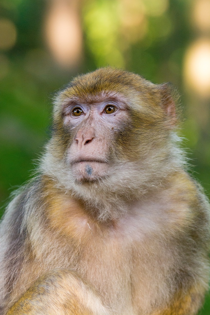 macaque  barbary  monkey free photo
