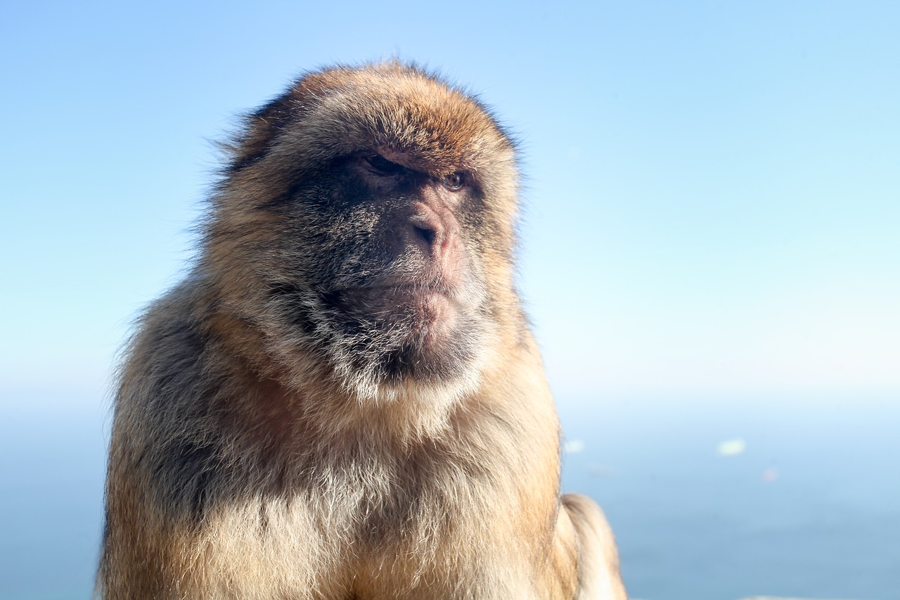 macaque  monkey  gibraltar free photo