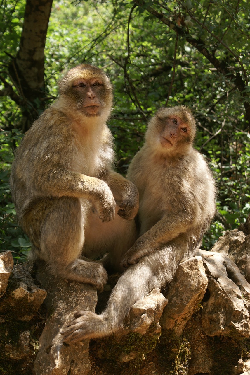 macaque monkey animal free photo