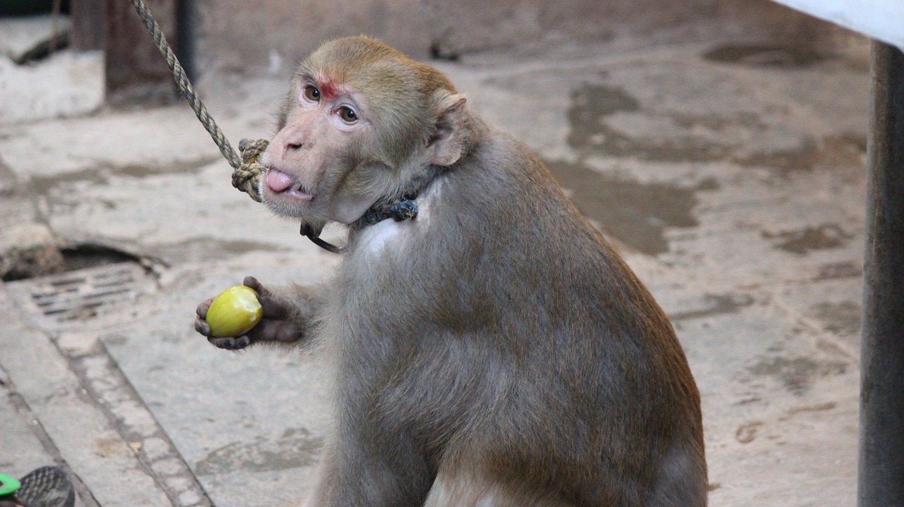 macaque monkey animal free photo