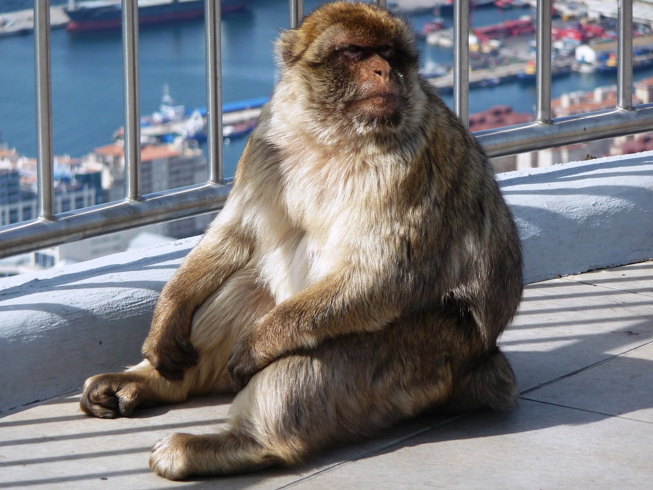 macaque makakhane monkey free photo