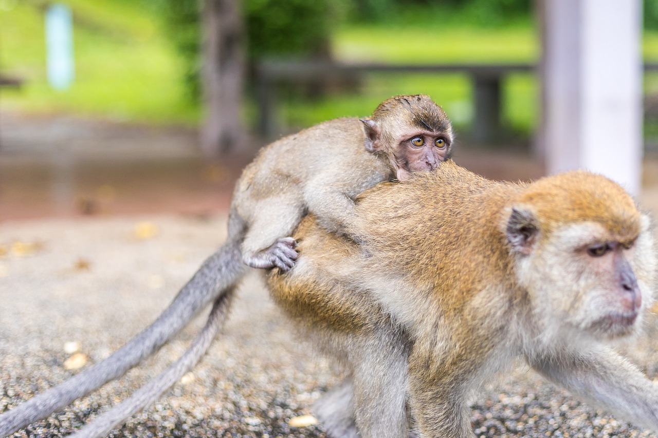 macaque monkeys ape thailand free photo