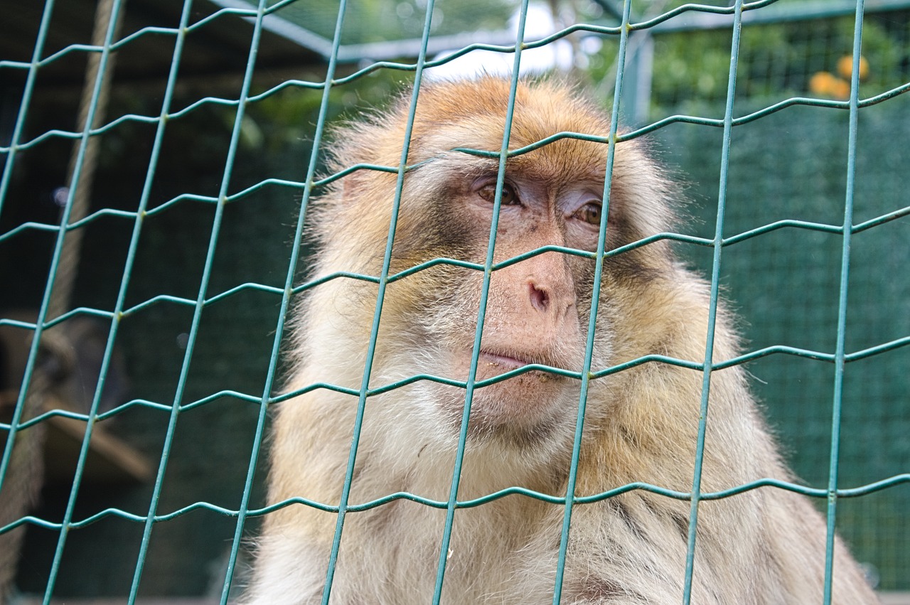 macaque of gibraltar  primate  mono free photo