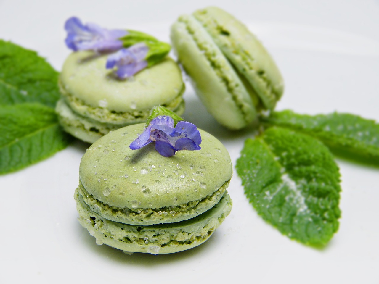 macarons  green  sage free photo