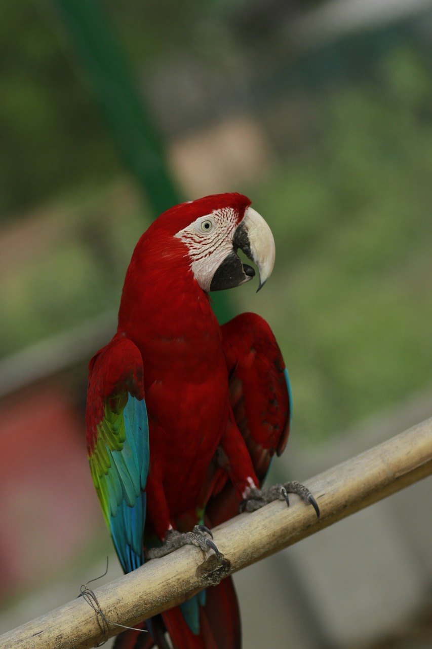 macau macao macaw free photo