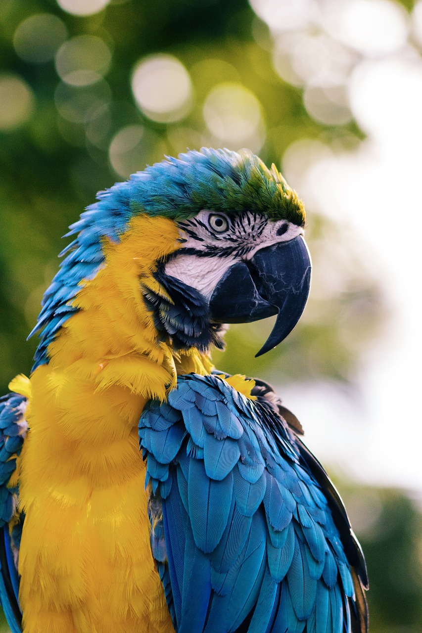 macaw blue and yellow macaw yellow free photo