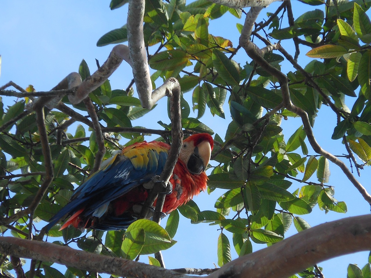 macaw colombia colorful animal free photo