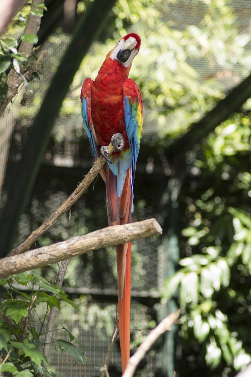 macaw bird tropical bird free photo