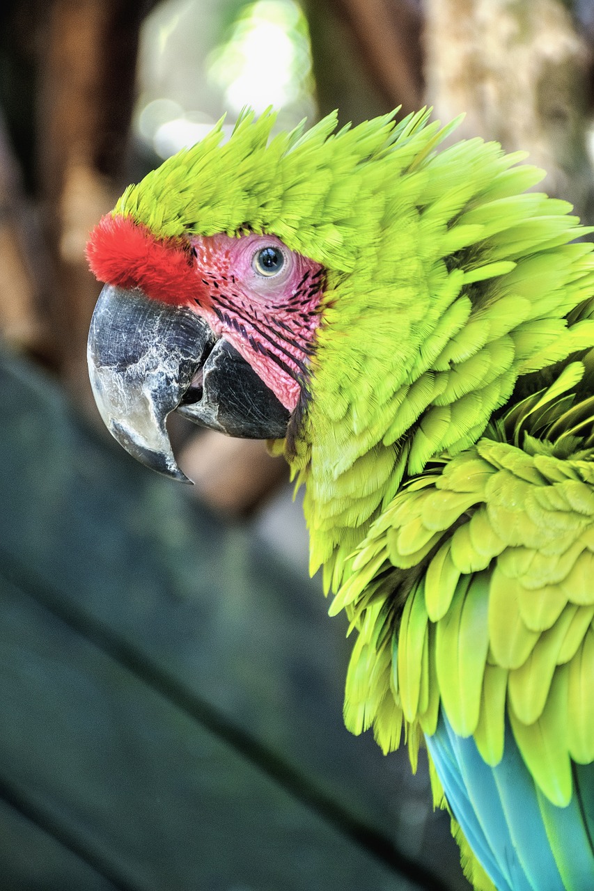 macaw parrot bird pet free photo