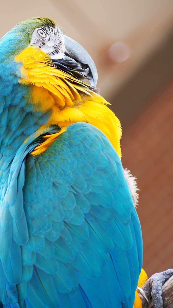 macaw blue yellow free photo