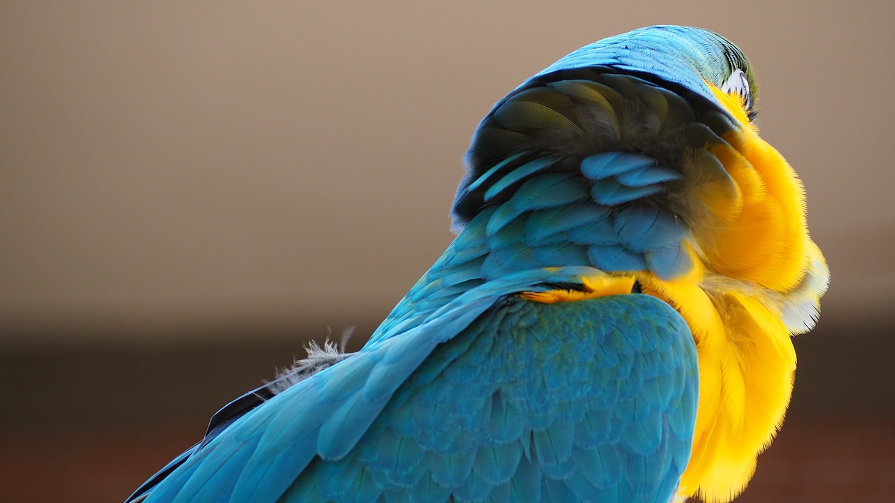 macaw blue yellow free photo