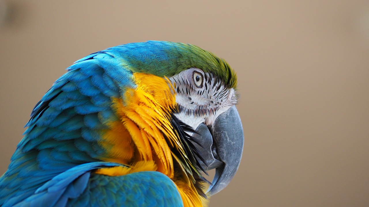 macaw blue yellow free photo