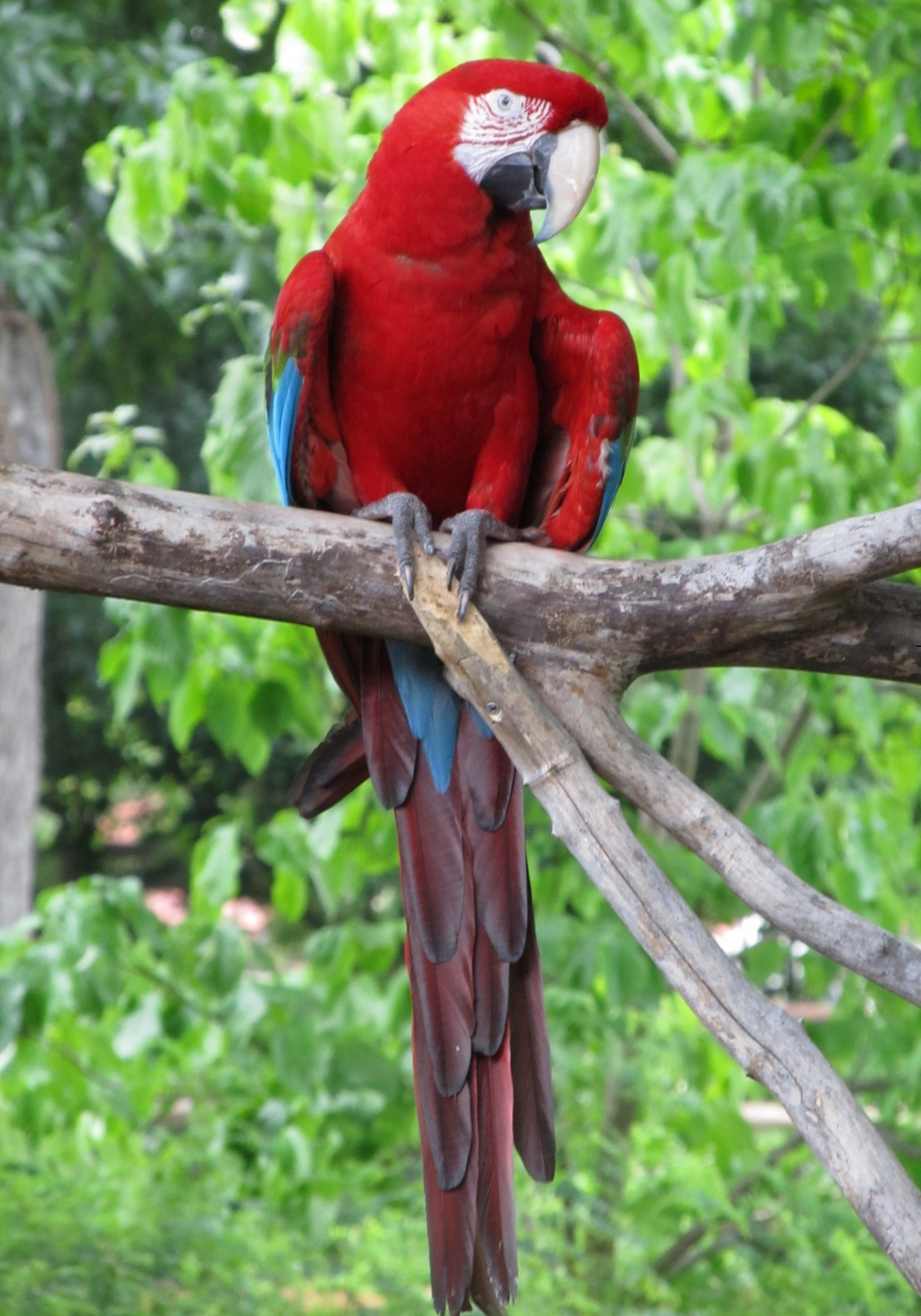 Download free photo of Macaw,bird,parrot,tropical,wallpaper - from  