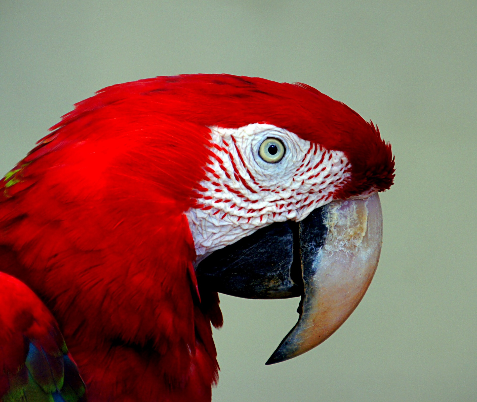 macaw red blue free photo