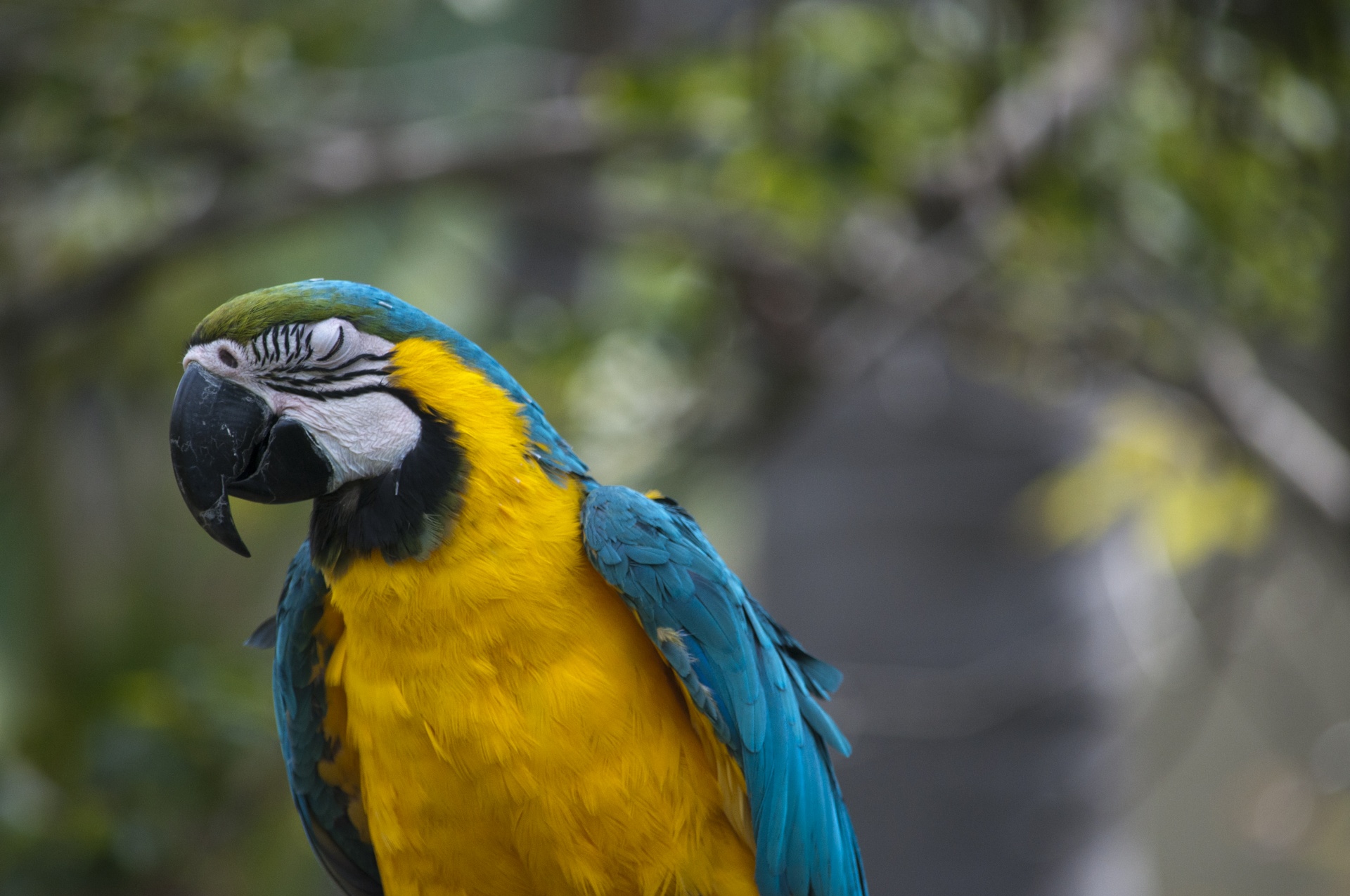 macaw macaws bird free photo