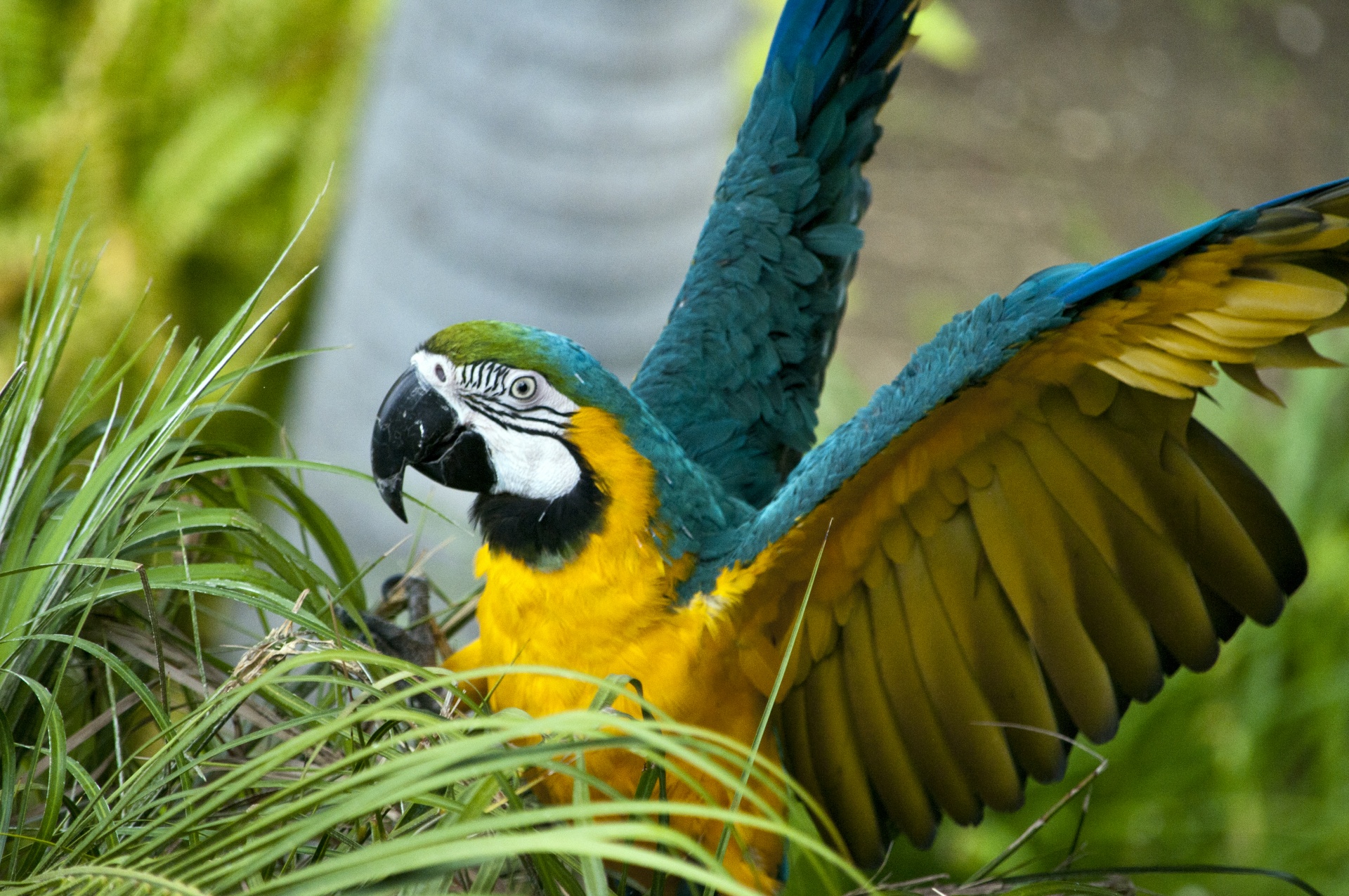 macaw macaws bird free photo