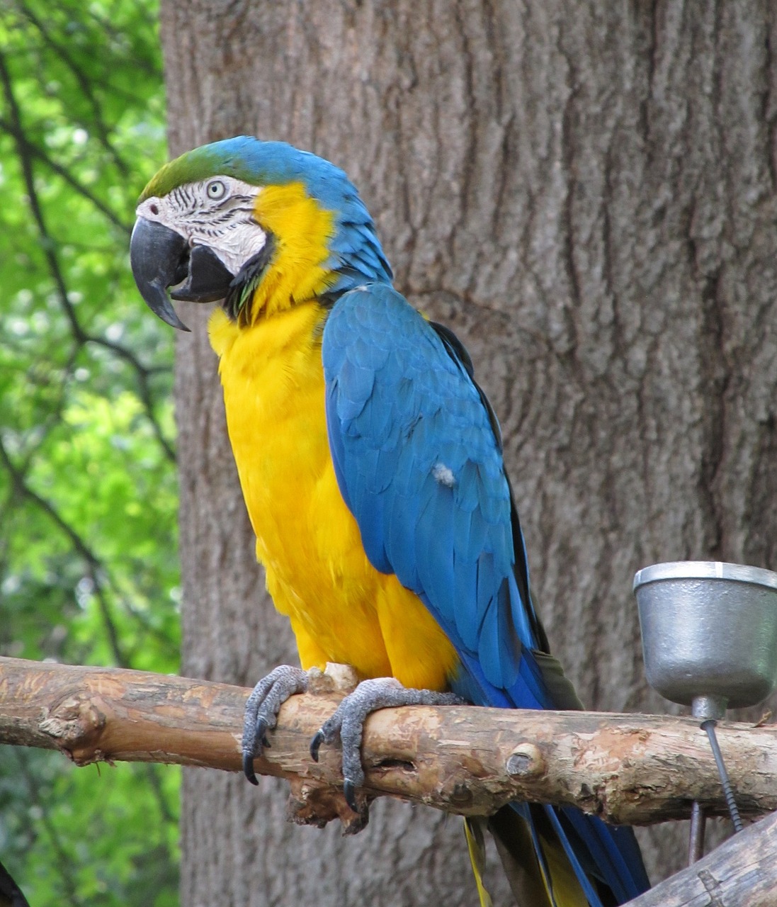 macaw parrot bird free photo