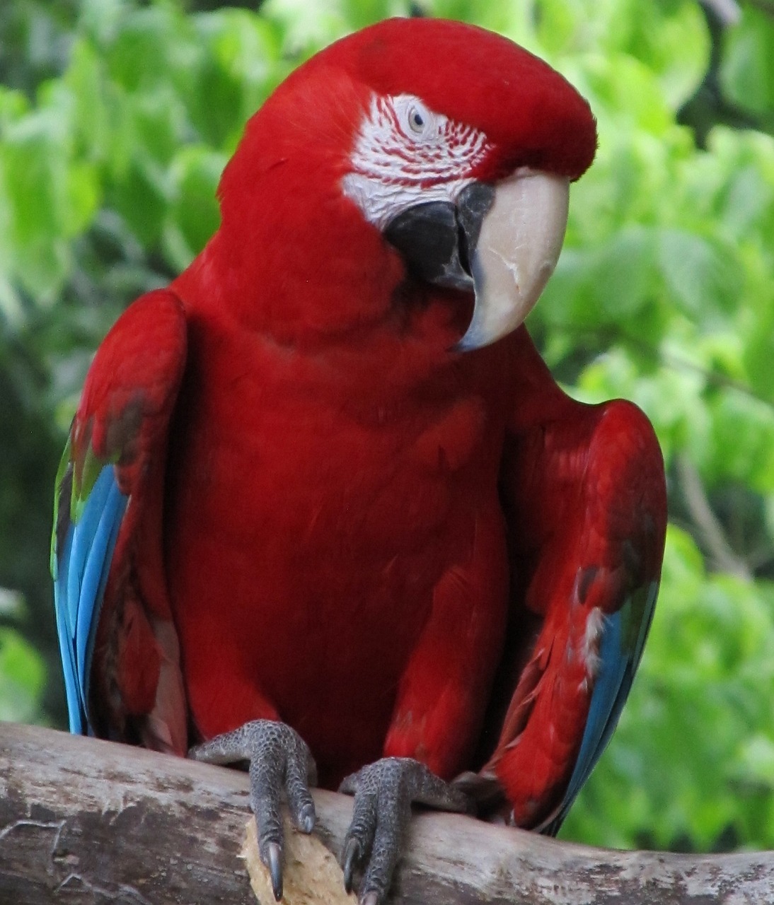 macaw parrot bird free photo