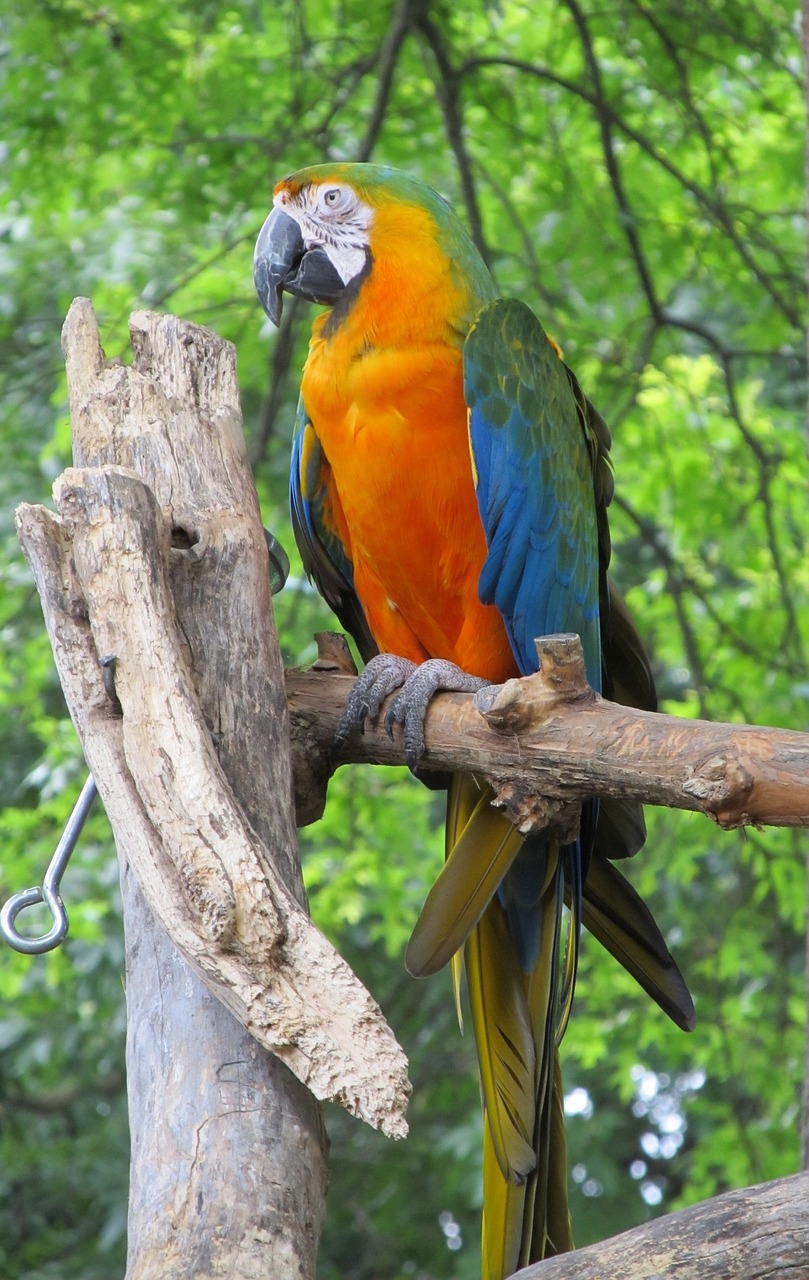 macaw parrot bird free photo