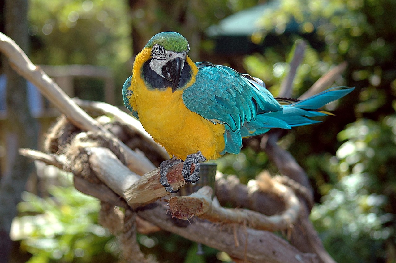 macaw parrot bird free photo