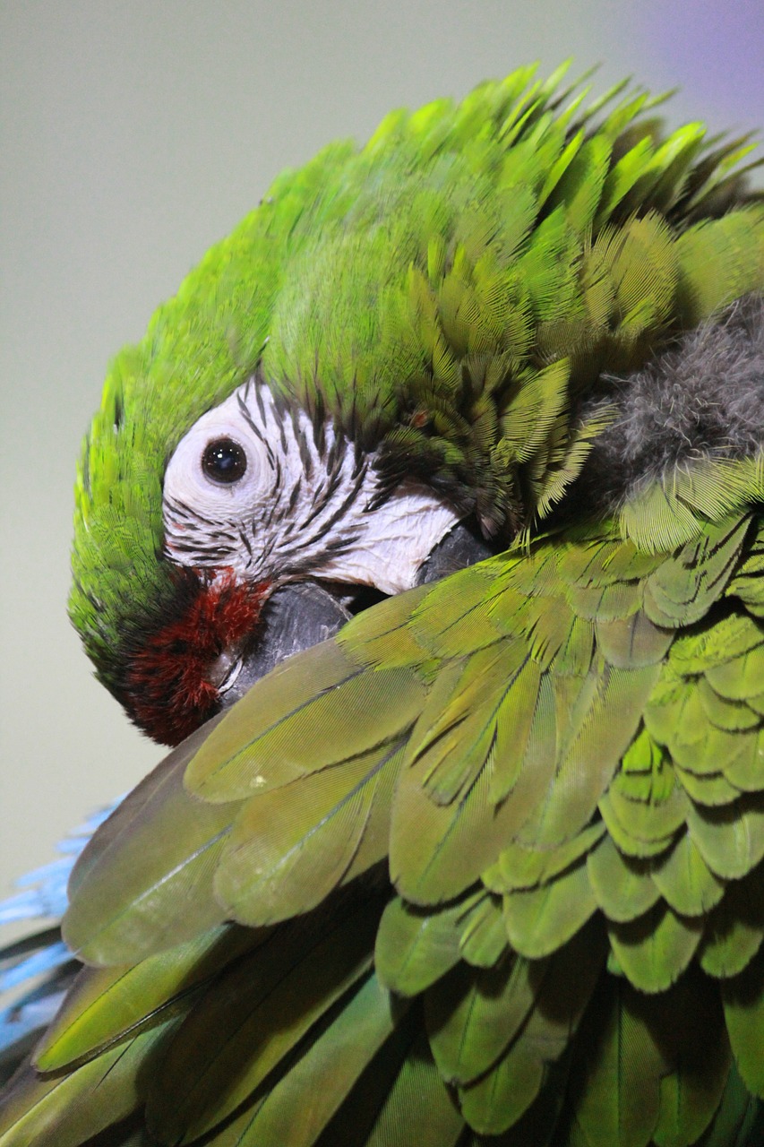 macaw parrot animal free photo