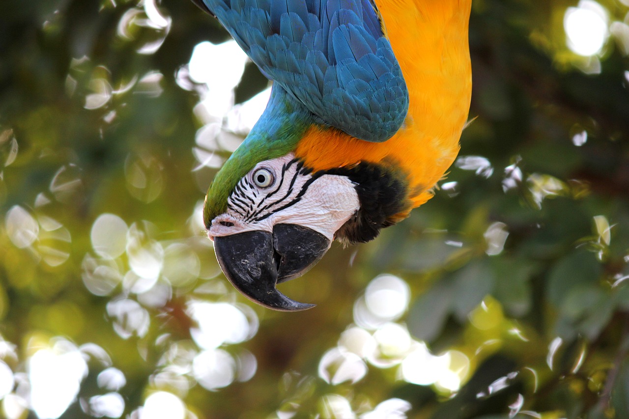 macaw ave jungle free photo