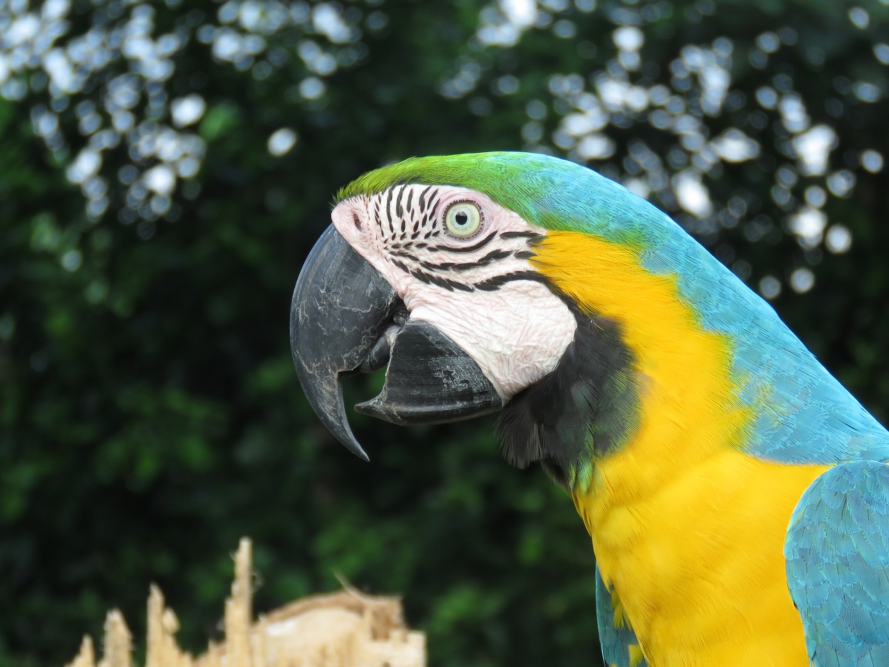macaw lora ave free photo