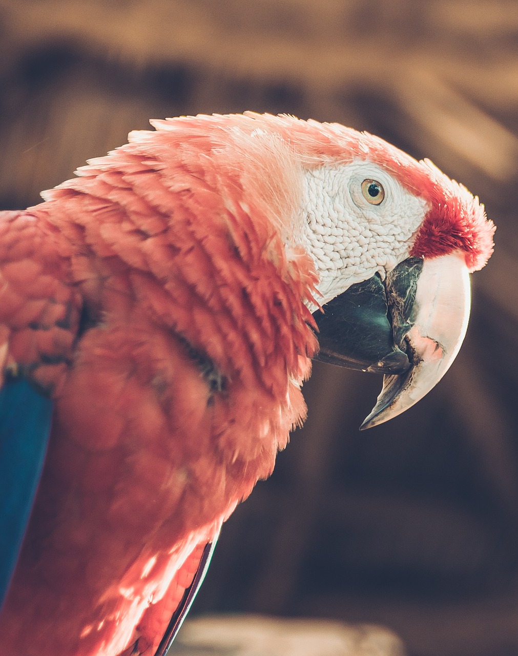 macaw ave tropical bird free photo