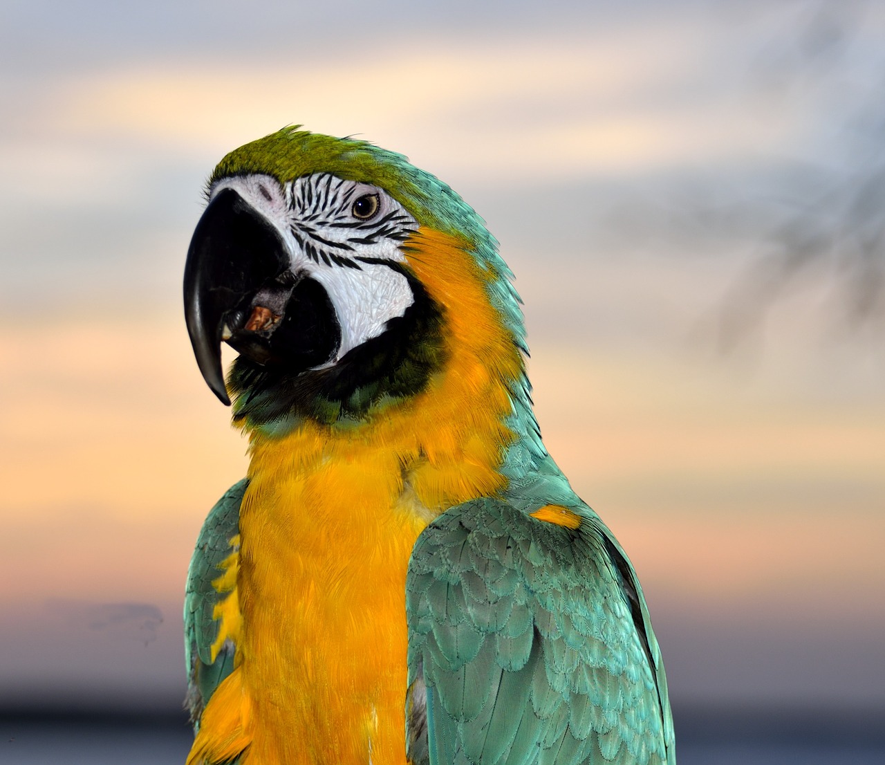 macaw parrot bird free photo