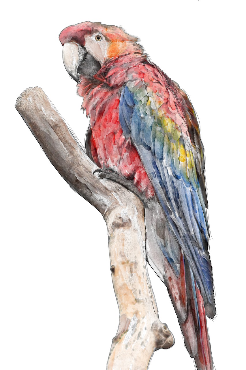 macaw bird rainbow free photo