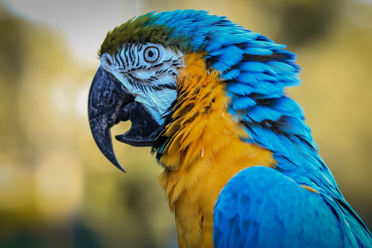 macaw ave bird free photo