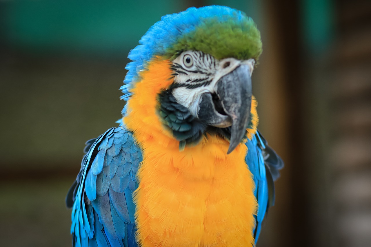 macaw ave bird free photo