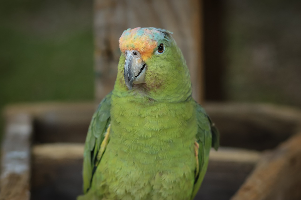 macaw ave bird free photo