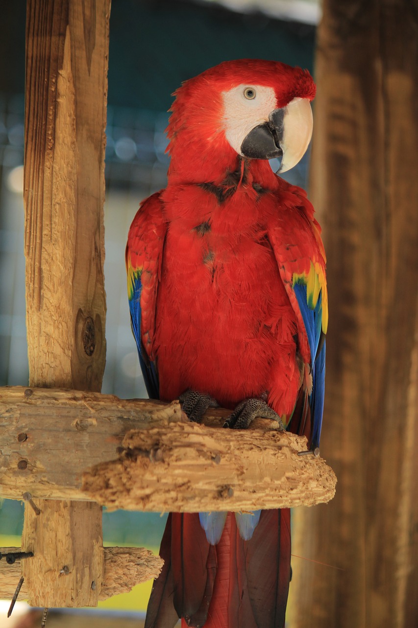 macaw ave bird free photo