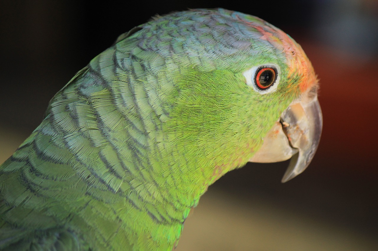 macaw ave bird free photo