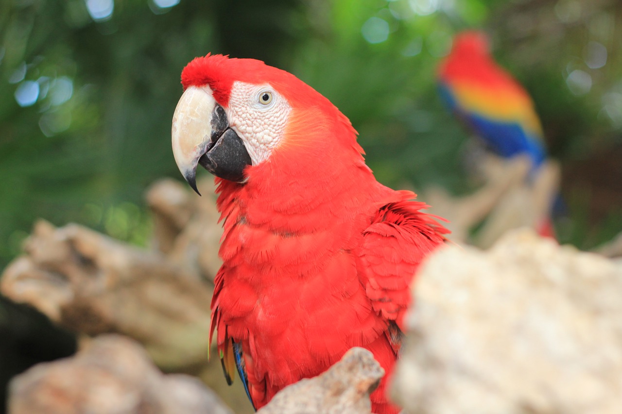 macaw red ave free photo