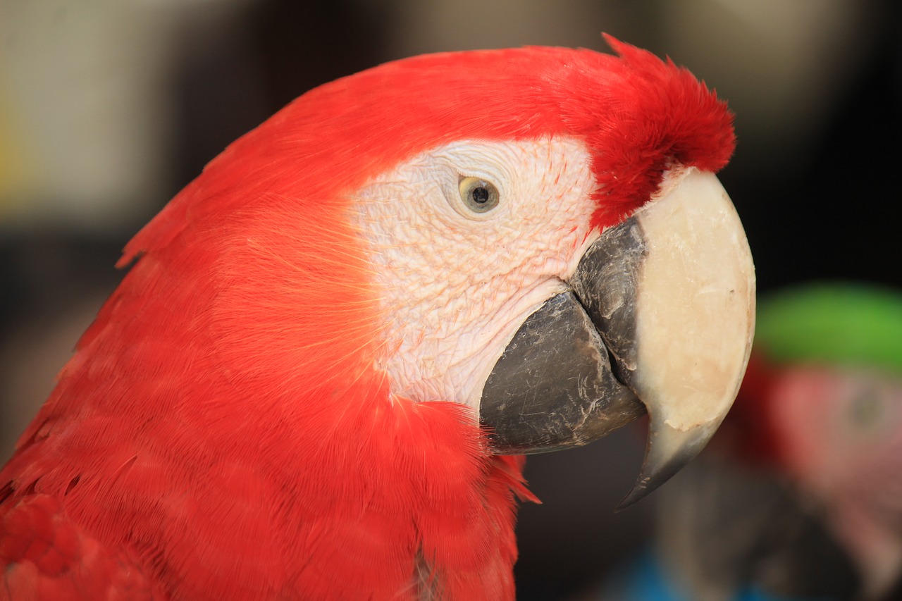 macaw mexico ave free photo