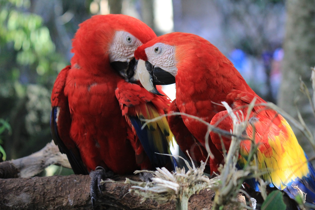 macaw mexico ave free photo