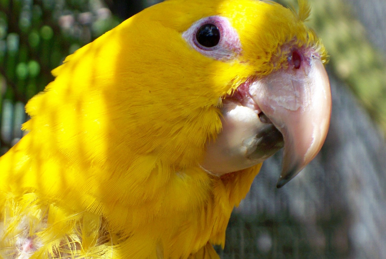 macaw rare bird free photo