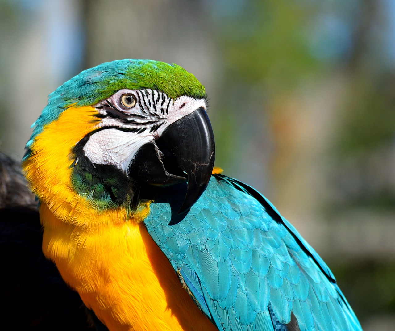 macaw parrot bird free photo