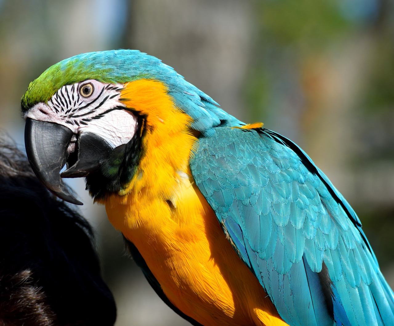 macaw parrot bird free photo