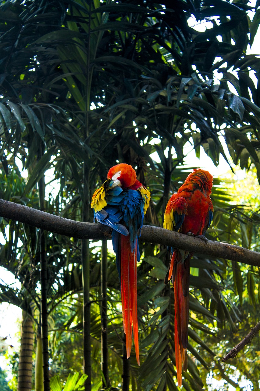 macaw tropical vegetation free photo