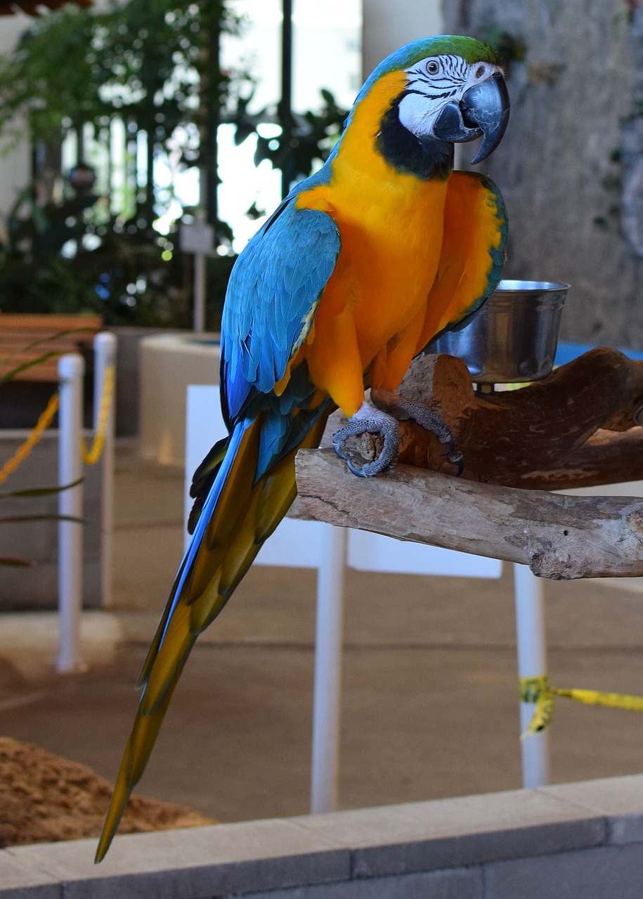 macaw animal exhibit bird free photo