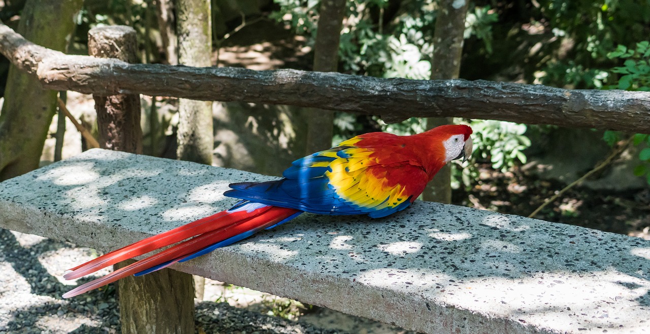 macaw bird nature free photo