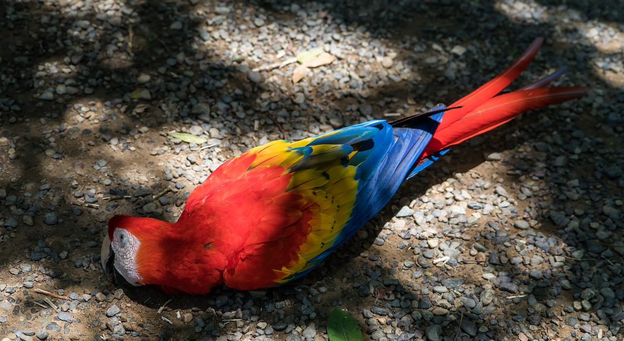 macaw bird parrot free photo